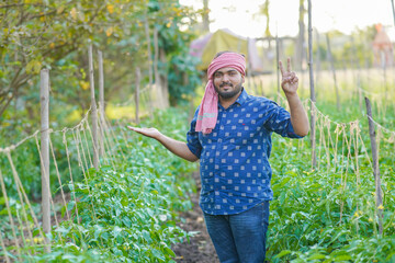 Indian Tomato farming in outdoor