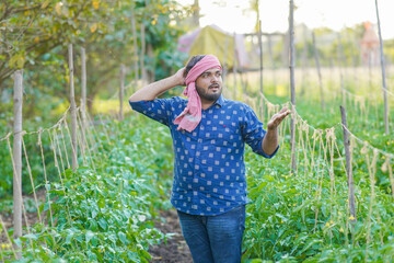 Indian Tomato farming in outdoor