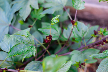 Backyard garden with healthy roselle calyx hanging on branch of Hibiscus sabdariffa or Asian sour leaf in Dallas, Texas, homegrown organic flowering plant leaves, calyces, flowers are edible