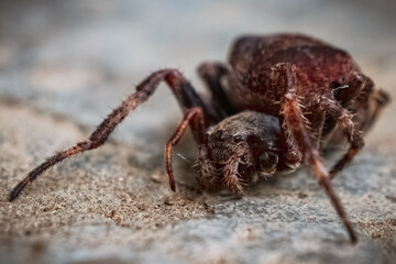 Araneus ventricosus
