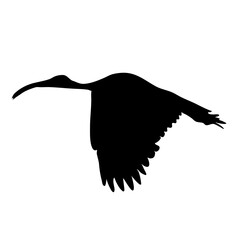 Obraz premium African sacred ibis silhouette