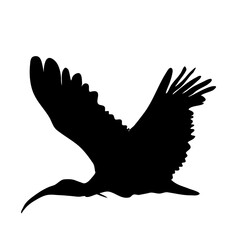 African sacred ibis silhouette