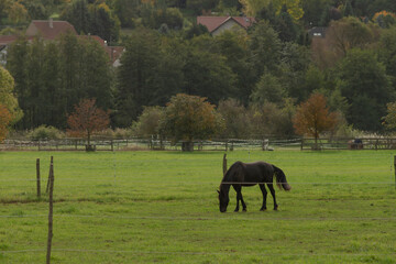 A majestic horse is calmly grazing in a beautiful field, with lush trees standing tall in the background, completing the serene scene