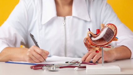 doctor at anatomical stomach model in her office