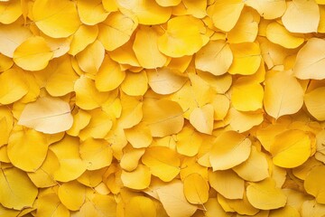 Yellow Aspen Leaves Background - Natural Autumn Surface with Continuous Solid Cover of Fallen, Dry Leaves