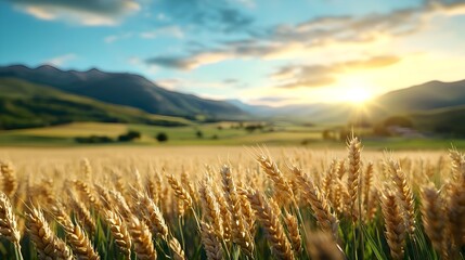 A vast wheat field is illuminated by the warm glow of the setting sun the plants swaying gently in rhythm with the evening breeze creating a serene and picturesque pastoral scene