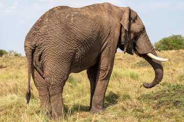 Naklejka premium Nairobi, Kenya - Sept 26 2024: Majestic Elephant Strolling and Grazing Across the Grasslands