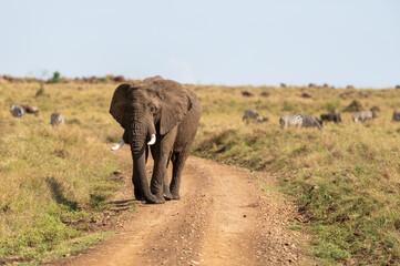 Obraz premium Nairobi, Kenya - Sept 26 2024:Elephant Enjoying a Meal While Strolling Through the Grasslands