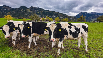 Three black and white cows stand on a green field in the foreground. Behind them, a rustic farm building can be seen with mountains rising in the background, completing this scenic rural landscape