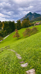 A green hillside with wooden steps leading downward through a field dotted with fruit trees showing...