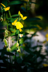 Crotalaria juncea (Sunn Hemp) or Poh Tueng in Thai language