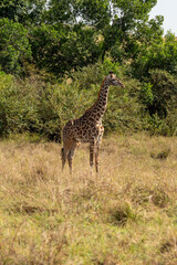 Nairobi, Kenya - Sept 26 2024: Giraffes Standing Gracefully Among the Foliage in Their Natural Habitat