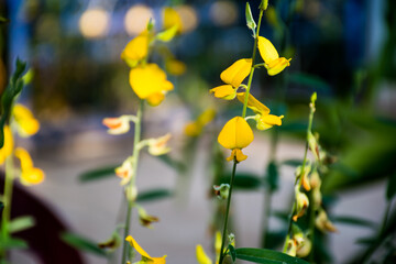 Crotalaria juncea (Sunn Hemp) or Poh Tueng in Thai language