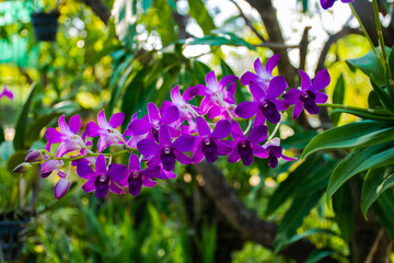 A bunch of purple orchids in their plant