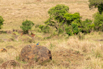 Nairobi, Kenya - Sept 26 2024: Colorful bird on rock in Masai Mara National Park