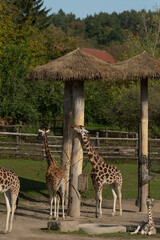 In a zoo enclosure, there are three tall giraffes peacefully standing under thatched umbrellas, providing a delightful scene for visitors