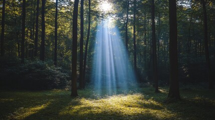 Sunlight Beams Through Forest Trees  Green Grass  Nature Scene