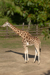 A tall giraffe is standing gracefully in the dirt right in front of a rustic wooden fence that surrounds the area