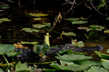 Florida Alligator
