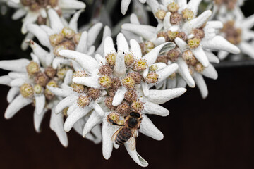Edelweiss