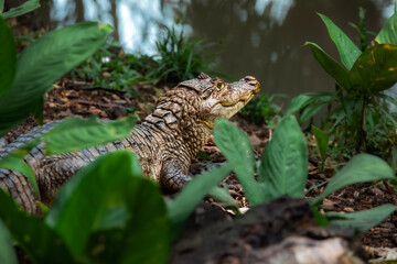 animal in the forest
