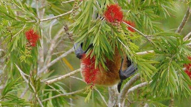 Fruit bat licking nectar from flowers of Bottlebrush tree 