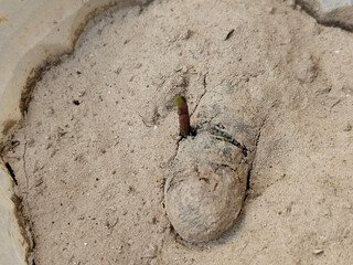 Java Plum Plant with drip irrigation - Drip Irrigation Installed for Tree Plantation Process at home.  black plum seedlings in disposal glass