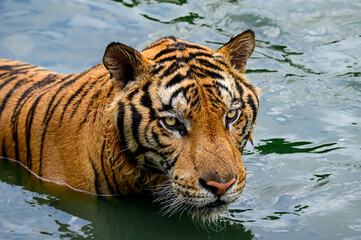 Tiger relaxing in the water.