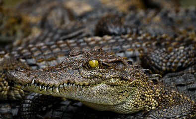 Fototapeta premium Saltwater Crocodile