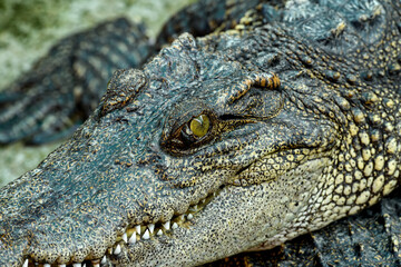 Fototapeta premium Saltwater Crocodile