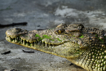 Saltwater Crocodile