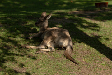 A kangaroo is comfortably laying down in the soft grass, enjoying the shade under a large tree...