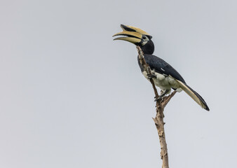Fototapeta premium yellow billed hornbill in the brand with cloudy background