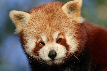 Close-up of a red panda with expressive eyes.