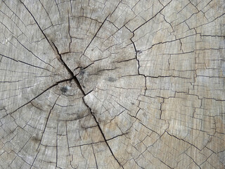close up of an old tree trunk that has been cut down and dried out, with visible grooves and cracks on it indicating its age