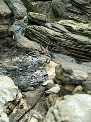 Humboldt penguins on rocky terrain