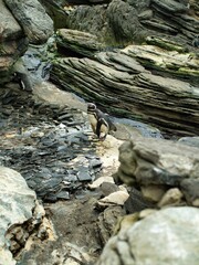 Penguin on rocky terrain with stone formations.