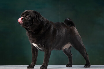 black pug on a uniform background