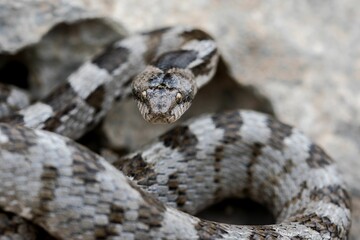 A detail shot of European Cat snake (Telescopus fallax) or Soosan Snake, on the island of Malta.