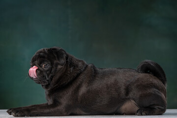 black pug on a uniform background