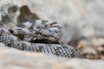 A detail shot of European Cat snake (Telescopus fallax) or Soosan Snake, on the island of Malta.