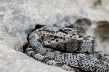 A detail shot of European Cat snake (Telescopus fallax) or Soosan Snake, on the island of Malta.