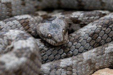 A detail shot of European Cat snake (Telescopus fallax) or Soosan Snake, on the island of Malta.