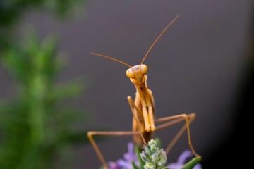 A large brown European Mantis, Mantis religiosa, waiting for its prey on a rosemary plant in Malta.