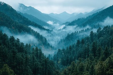 Fototapeta premium A Misty Mountain Forest Landscape with Overlapping Layers of Evergreen Trees