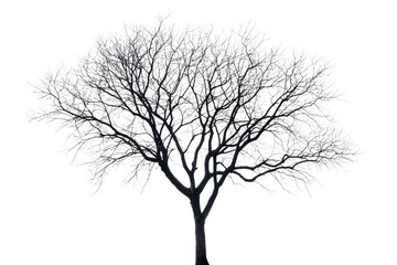 Isolated leafless tree silhouette with intricate branches on transparent background, perfect for design projects and nature themes.