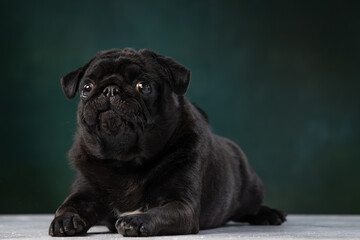 black pug on a uniform background
