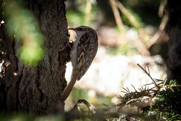 eurasian treecreeper, certhia familiaris, is looking for food at a trunk from a spruce at a autumn day