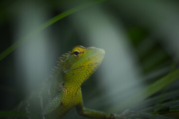 The lizard has a bright green dorsal coloration, usually with 5 or 6 white, cream or dark green transverse stripes; however these are changeable. 