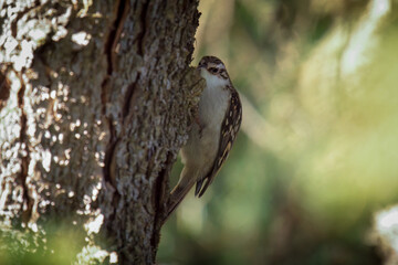 eurasian treecreeper, certhia familiaris, is looking for food at a trunk from a spruce at a autumn day